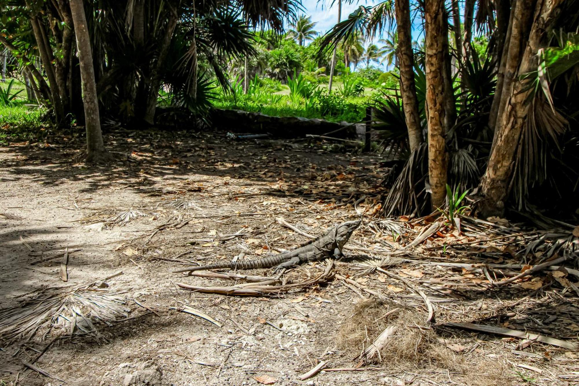 Miraluna B223 At Luum Zama Tulum Exteriér fotografie
